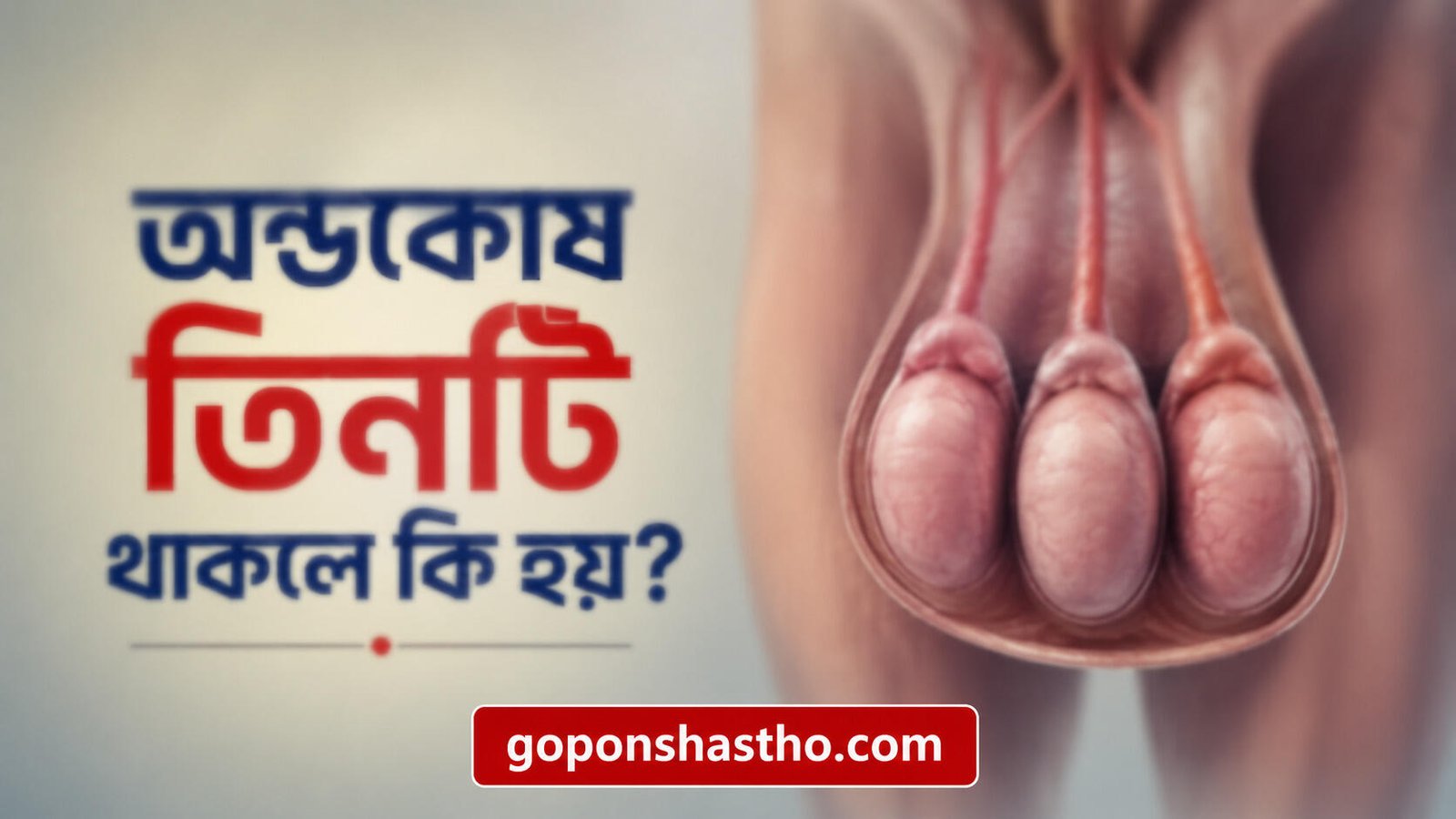 অন্ডকোষ তিনটি থাকলে কি হয়